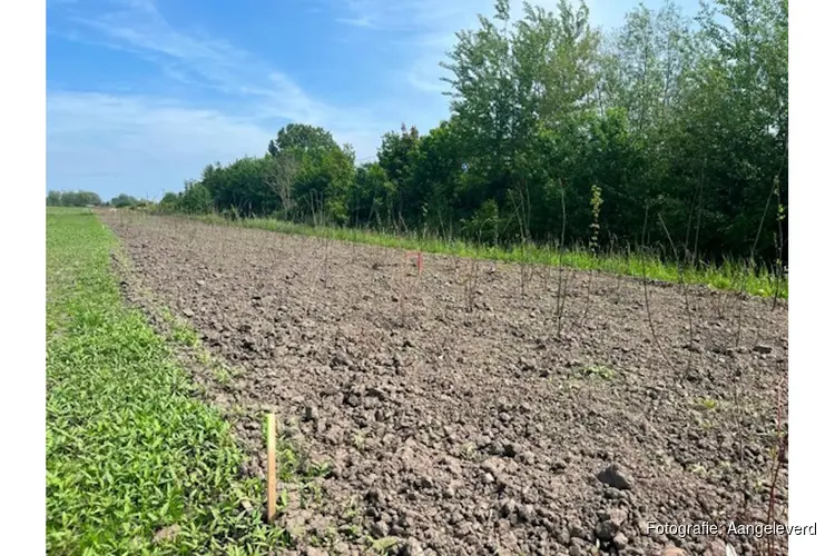 Eerste beplanting in Nijevoert voor ecologische zone