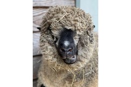 Dierendag bij Hertenkamp Enkhuizen