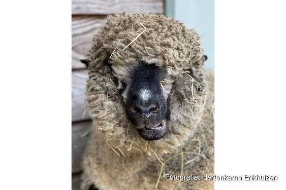 Dierendag bij Hertenkamp Enkhuizen
