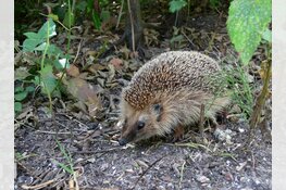 Dieren opzetten, hoe doe je dat?