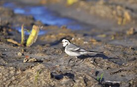 Vogels en hun nesten