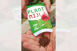 'Zuiderzeeradijsjes’ zaaien en oogsten dankzij Seed Valley en Sluis Garden