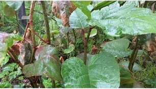 Japanse duizendknoop bestrijden