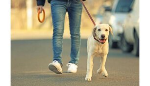 Controle hondenbelasting