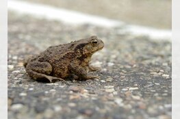 Padden 'teisteren' woonwijk in Enkhuizen