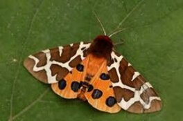 Nachtvlinders bij de Witte Schuur