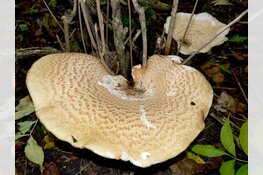 Zwammen in het herfstbos