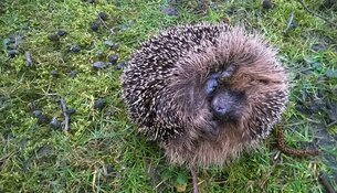 Nacht van de Nacht Streekbos en Egboetswater