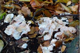 De kringloop van een bos