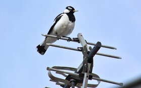 Steeds minder stadsvogels in Nederland