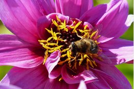 Lezingavond Bijen bij ziek en zeer