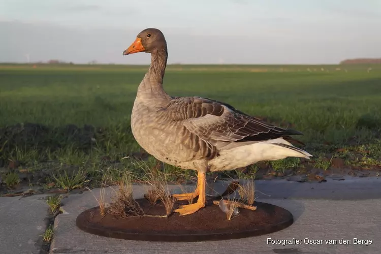 Dieren opzetten, hoe doe je dat?