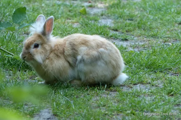 Presentatie over de verwaarloosde konijnen bij IVN