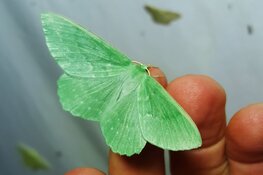 Nachtvlindernacht in Enkhuizen