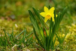 MAK’s Vrolijke Voorjaarsknutsel