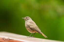 Snuffelochtend & Roodstaartje! – over vogels in de winter