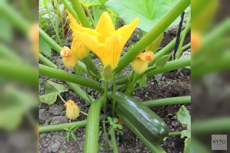 Kookworkshop voor kinderen: lekkere frisse courgette soep!